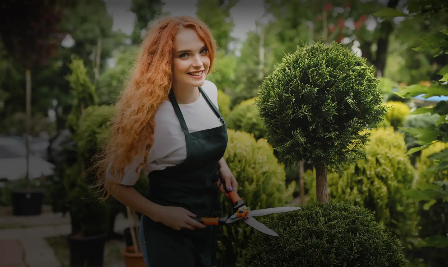 Professional Hedge Trimming Services in Pimlico