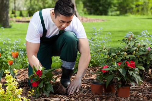 A young man working in a well-maintained garden features him crouching down to tend to a row of potted and planted flower shrubs, including red and orange flowers, with dark brown mulch covering the soil around them. The garden is set in an outdoor space with a lush, green lawn and a backdrop of tall trees and hedge borders, creating a natural, landscaped environment. The scene is captured during daylight hours under clear weather, providing natural lighting that highlights the vibrant colors of the flowers and the healthy greenery of the lawn and trees. The garden layout appears organized with distinct planting beds separated from the grassy area, ideal for routine gardening and outdoor maintenance services offered by Hedge Trimming Pimlico, emphasizing their expertise in pruning, planting, and garden upkeep within the Pimlico area. The young gardenerâ€™s attire includes a white shirt, dark green apron, and gardening gloves, suggesting a professional approach to garden care and landscaping tasks typical of reputable gardening services in London's Pimlico district.