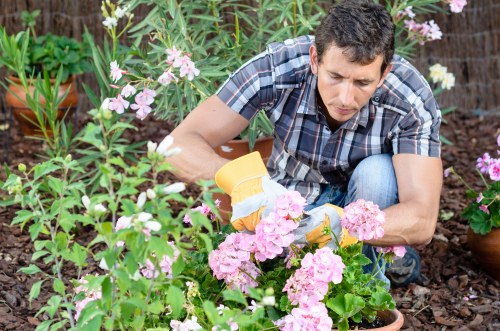A man with short dark hair, wearing a short-sleeved plaid shirt, is kneeling in a garden surrounded by pink and white flowering plants, carefully pruning or tending to the flowers. The garden features a variety of lush green foliage, with some plants in terracotta pots and others planted directly into the soil. In the background, there are additional plants and garden elements, with natural light illuminating the scene, suggesting a bright, possibly partly cloudy day. The setting appears well-maintained, indicating regular gardening care, with the focus on plant health and aesthetic appeal in a suburban outdoor space, typical of gardens in Pimlico or similar London neighborhoods. The scene reflects professional gardening practices typical of services offered by Hedge Trimming Pimlico, including floral and shrubbery maintenance within a neatly landscaped yard.